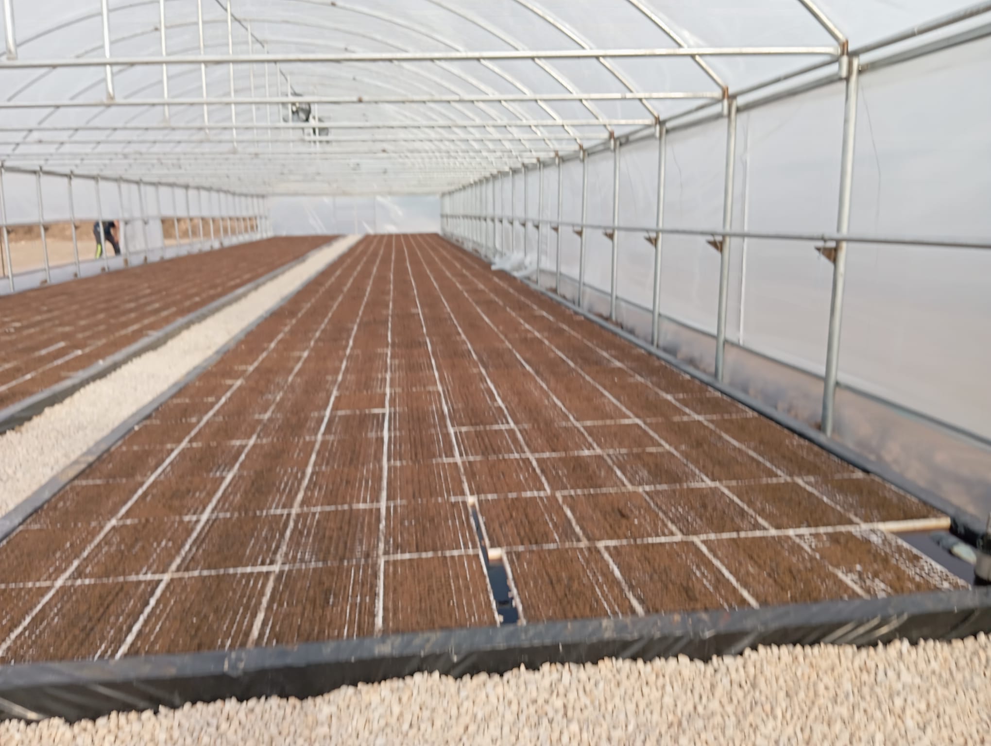 Seedling area inside the greenhouse