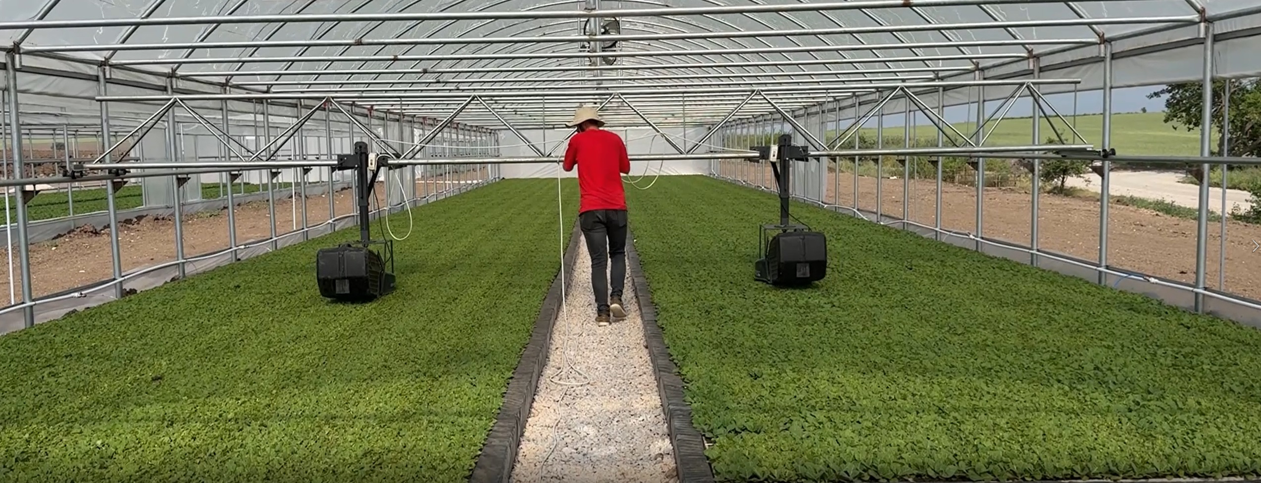 Seedling growing with automatic irrigation